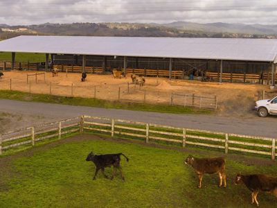 Steel Dairy Farm Building