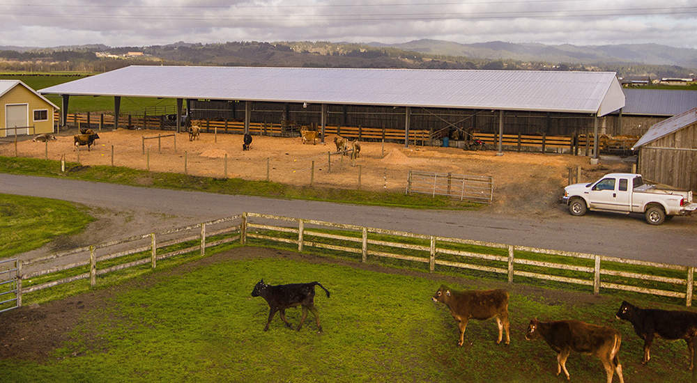 Steel Dairy Farm Building