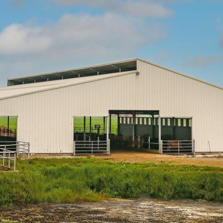 Livestock Dairy Barn - Galvanized Steel - Clerestory - Asymmetrical Design